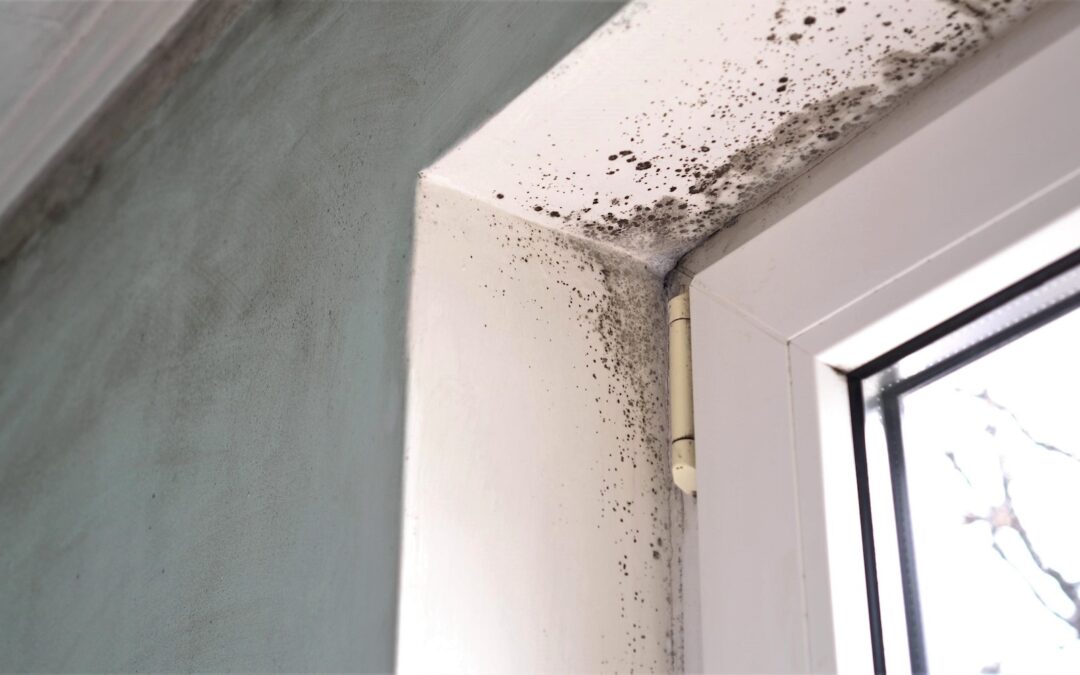 What to Do if You Notice Mold Around Your Windows