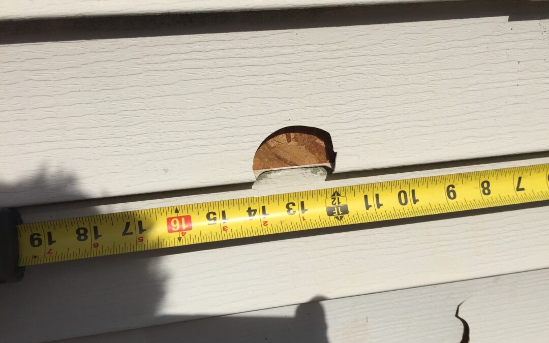 Are Rodents Chewing Holes in Your Siding?