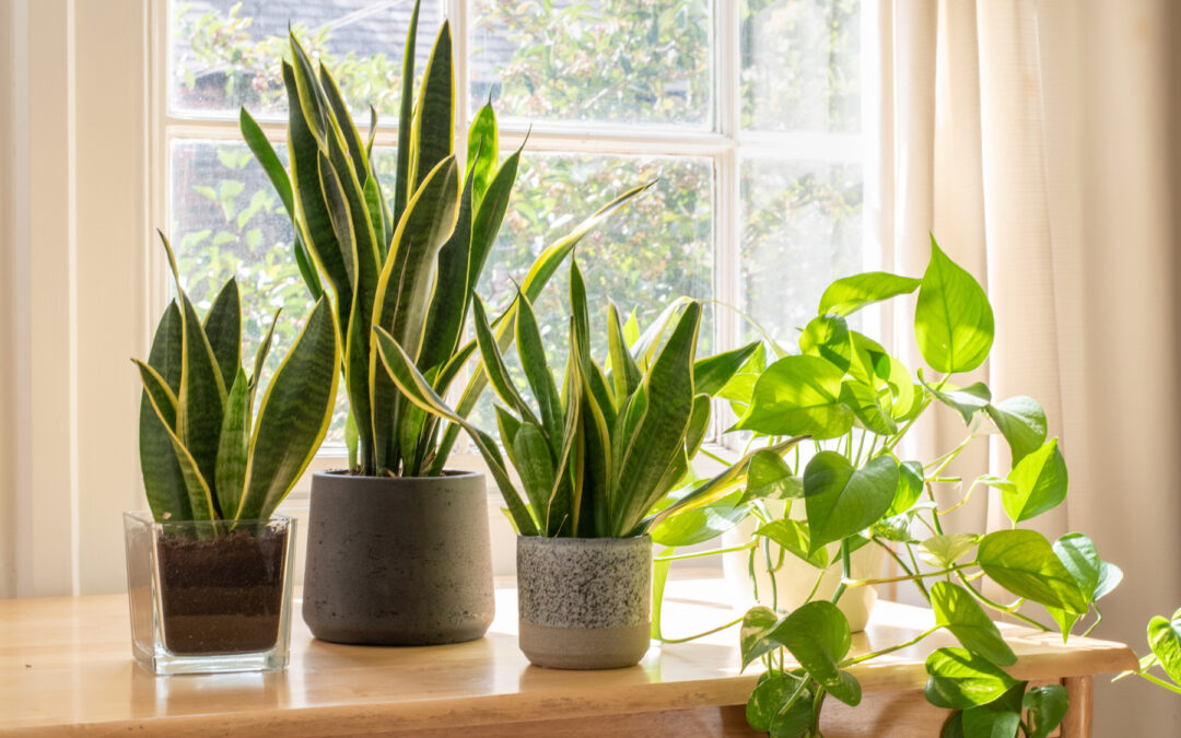 New Custom Windows Help with Your Plant’s Growth