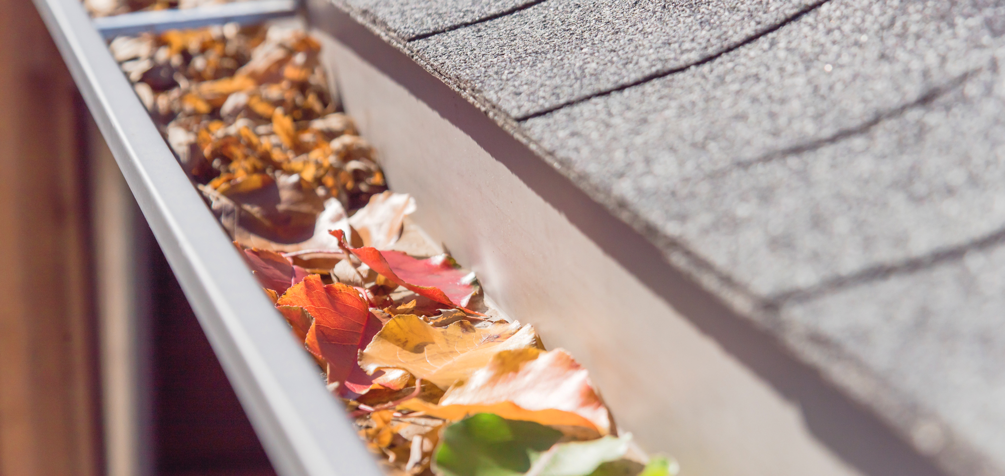 colorful fall leaves piled in a gutter